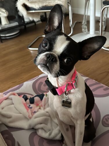 How Dirty is My Dog Bed? (Spoiler: Probably Dirtier Than You Think)