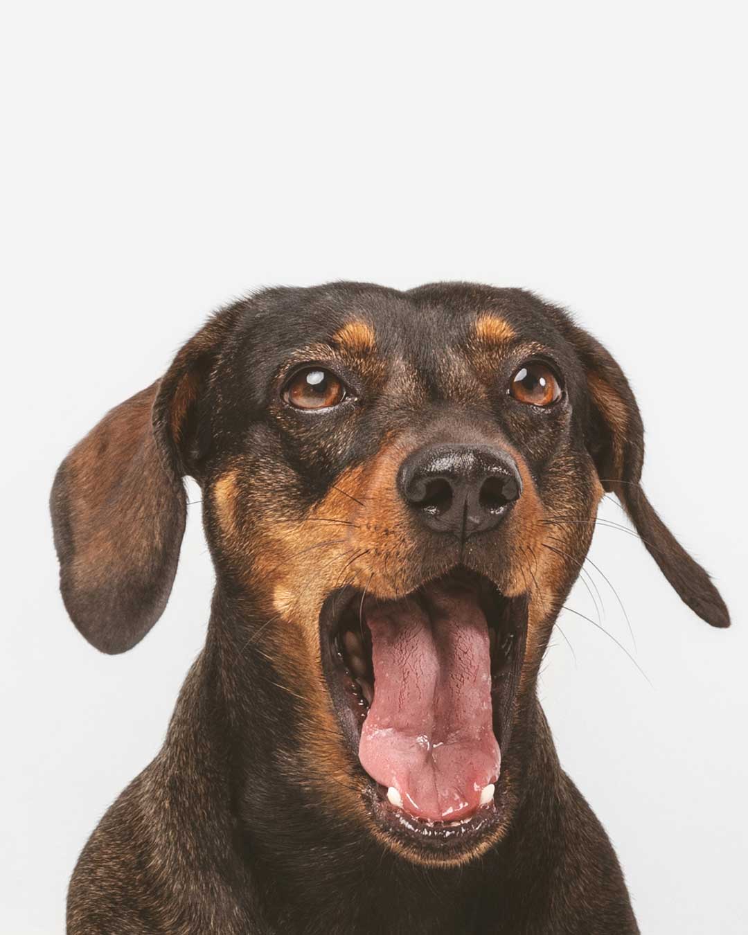 Labor Day Weekend With Your Dog: The Ultimate Long-Weekend Checklist