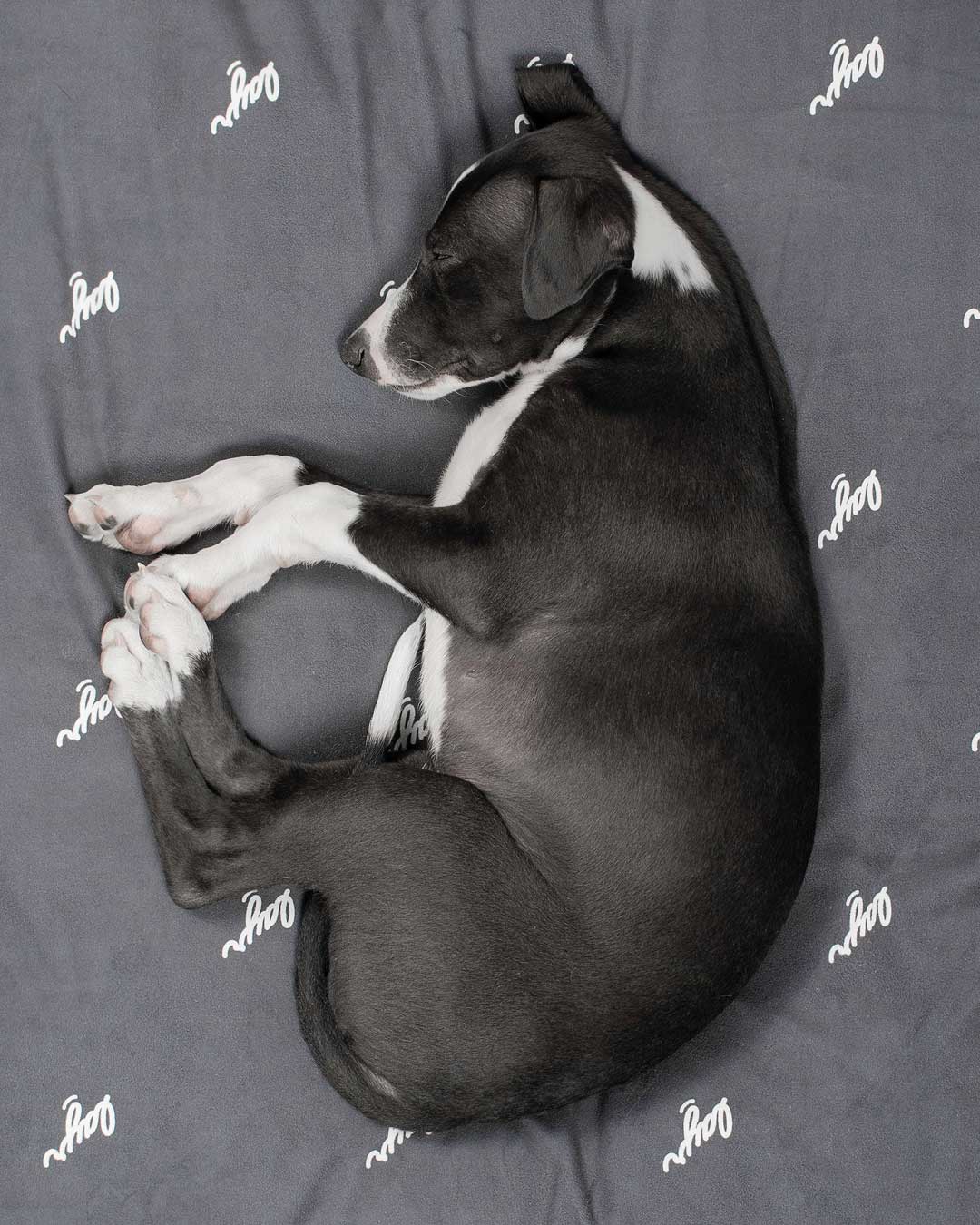 The Top 7 Cutest Dog Breeds When They’re Sleeping