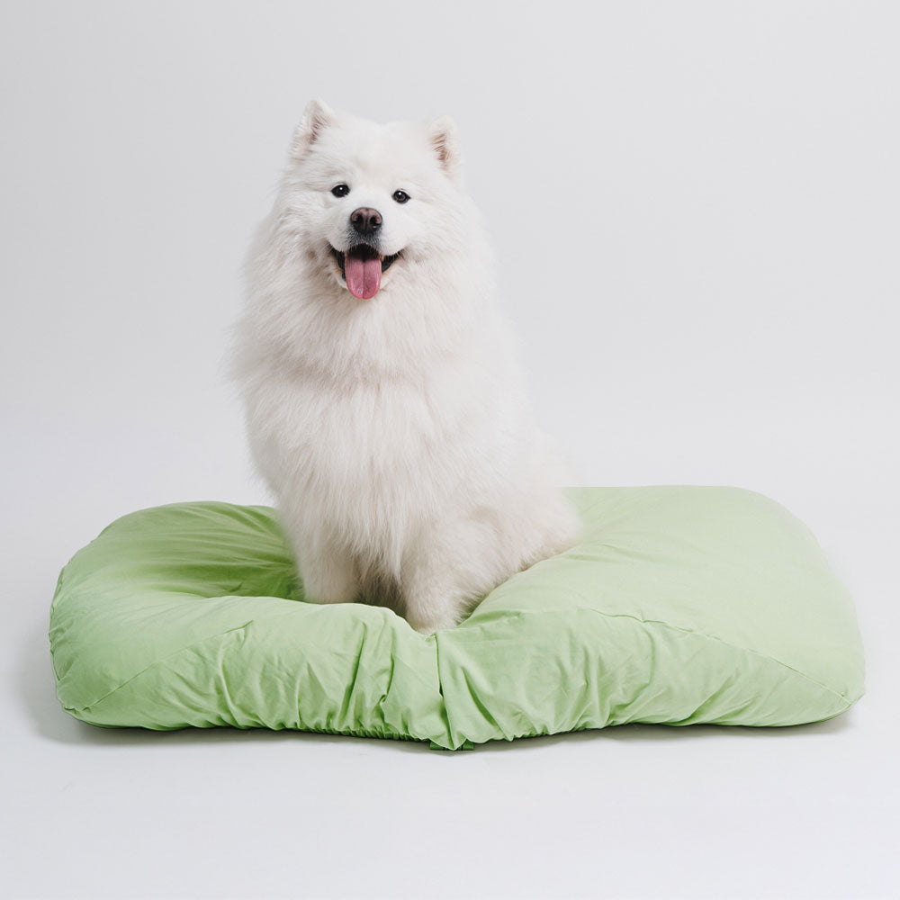White samoyed dog sitting on modern, green machine washable, anti odor, anti-microbial, fitted dog bed cover.