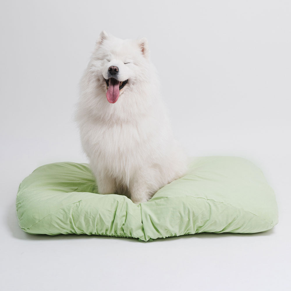 White samoyed dog sitting on modern, green machine washable, anti odor, anti-microbial, fitted dog bed cover.