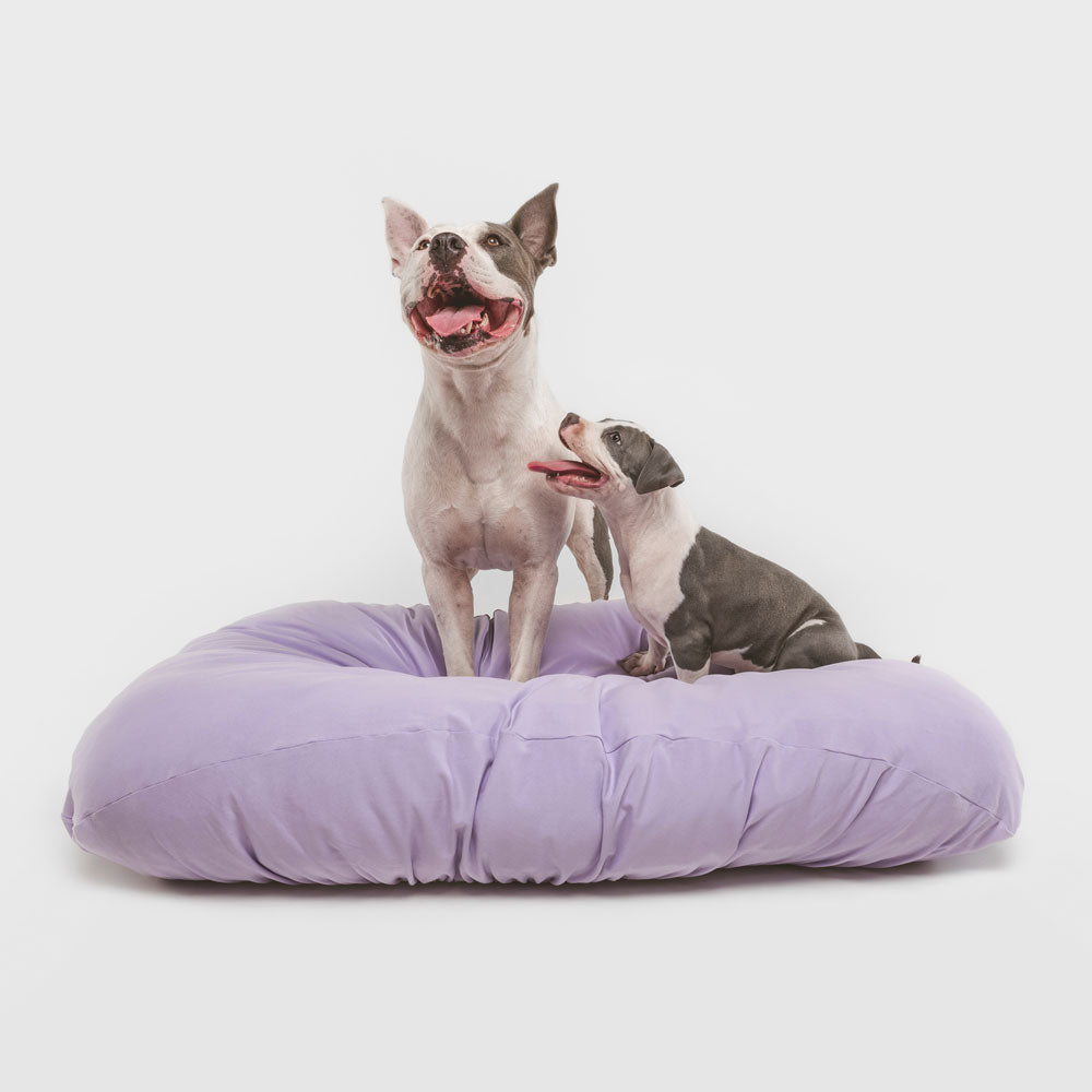 Two dogs sitting on modern, purple machine washable, anti odor, anti-microbial, fitted dog bed cover.