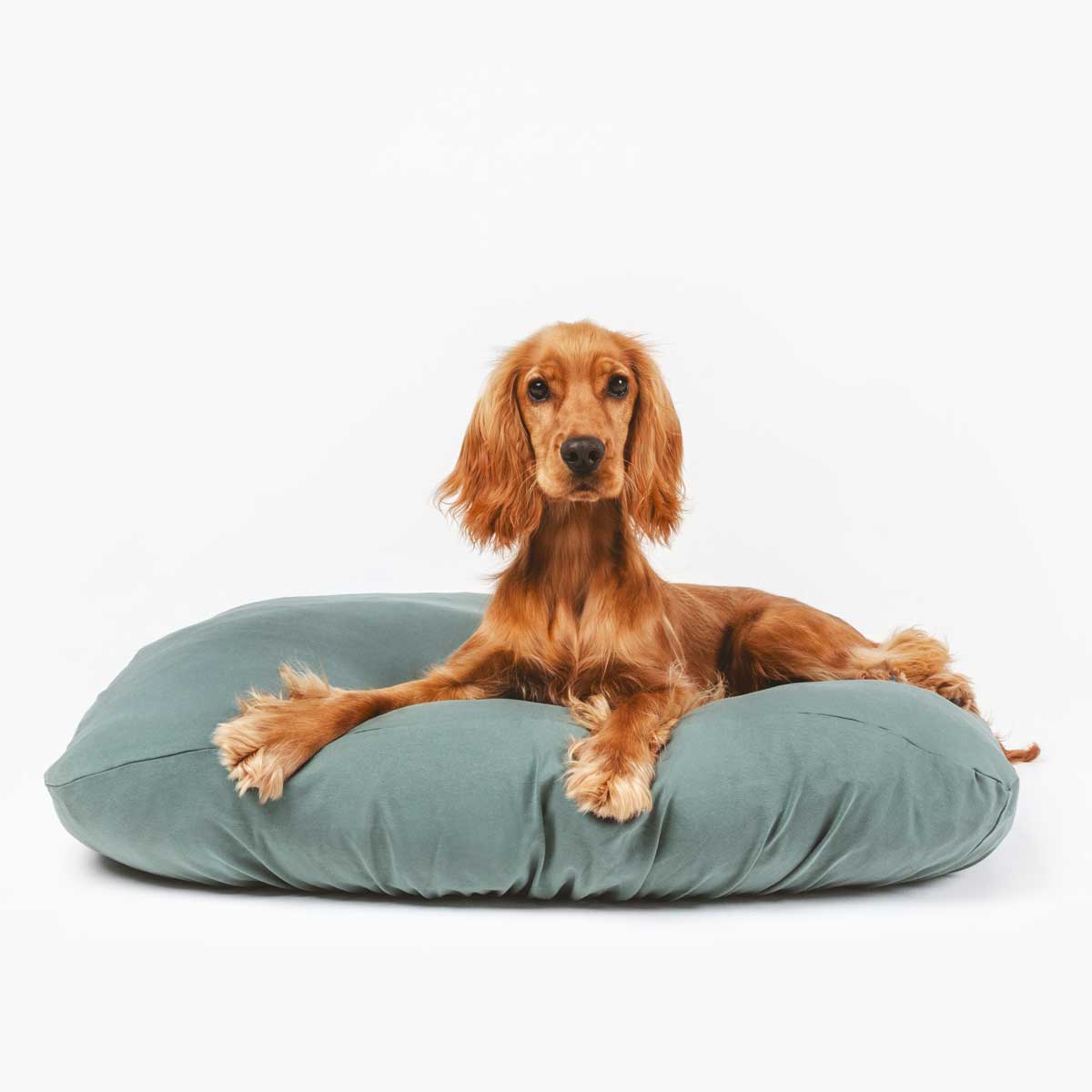 Puppy laying on green colored anti microbial and anti odor, machine washable, stretchy dog bed cover.