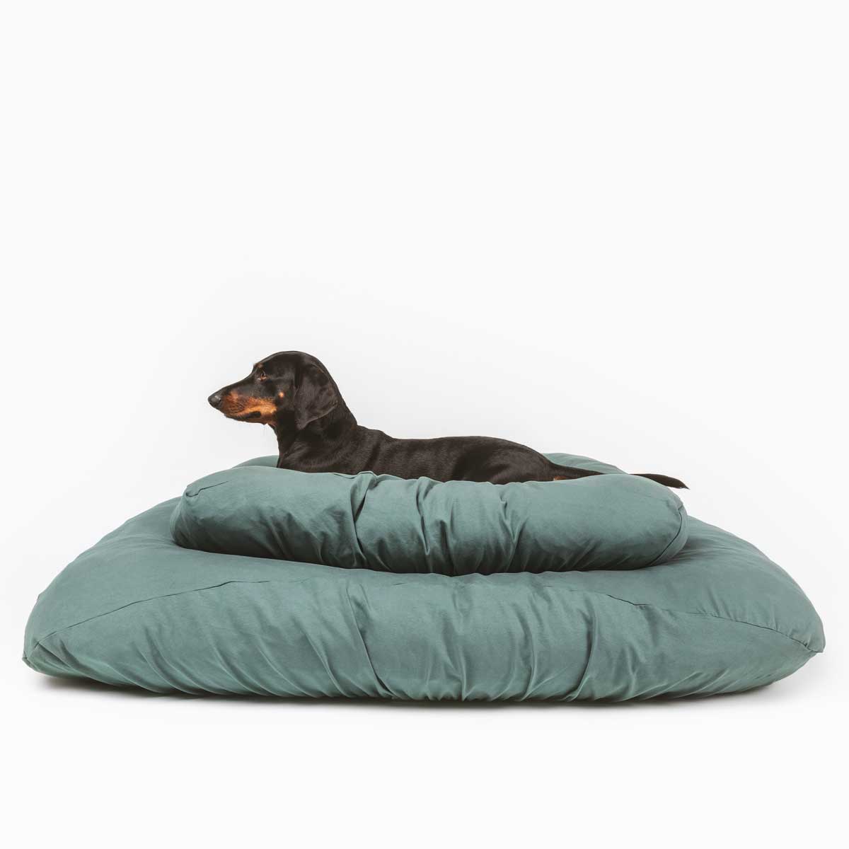 Dachshund laying on green colored anti microbial and anti odor, machine washable, stretchy dog bed cover.