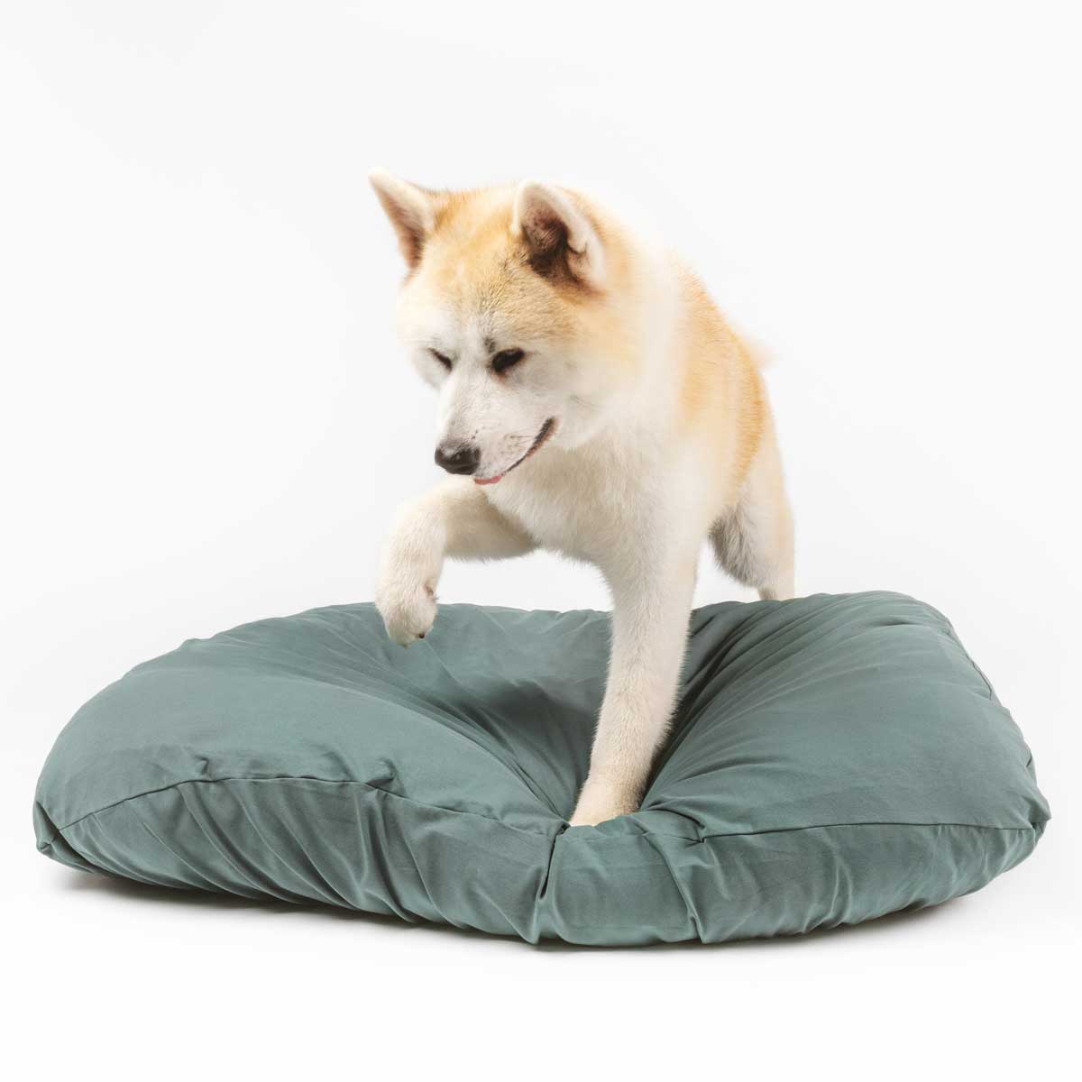 Dog laying on green colored anti microbial and anti odor, machine washable, stretchy dog bed cover.