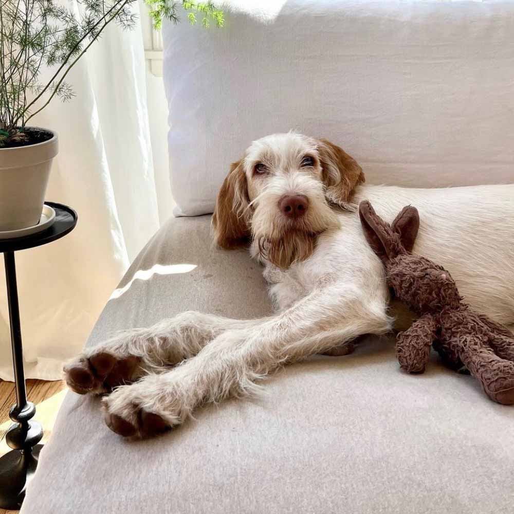 Spinone Italiano dog laying on sofa with LAYR bed sheet