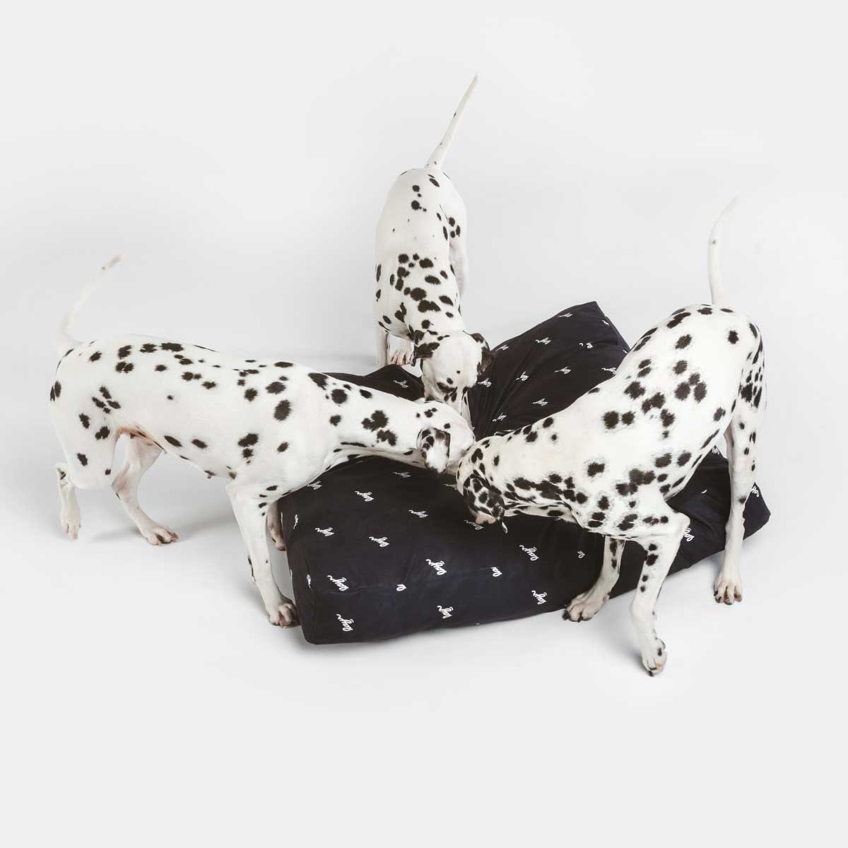 Dalmatians with black eco-friendly dog bed. Water resistant with washable, sustainable materials for easy cleaning and long-lasting comfort.