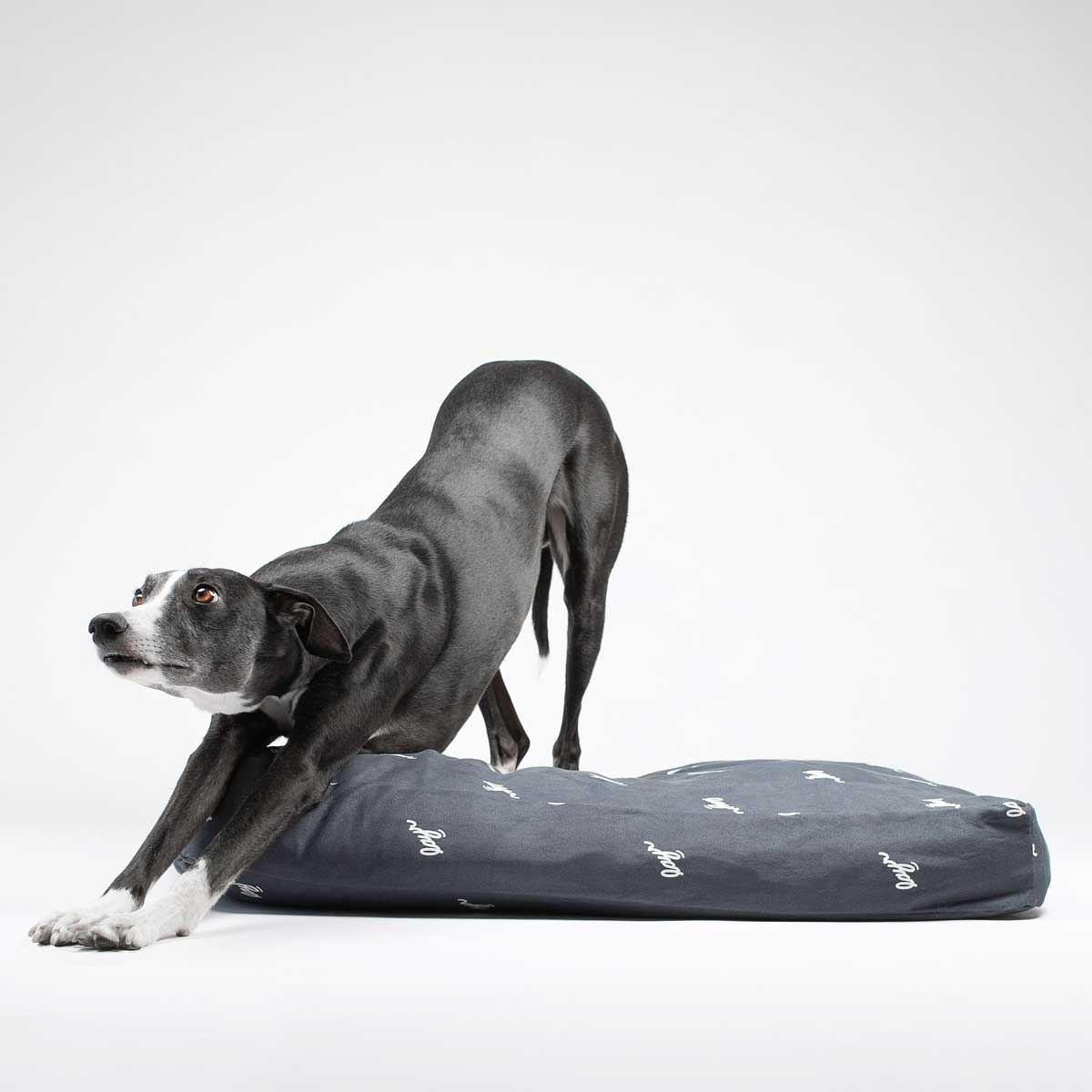 Black whippet on a black eco-friendly dog bed. Water resistant with washable, sustainable materials for easy cleaning and long-lasting comfort.