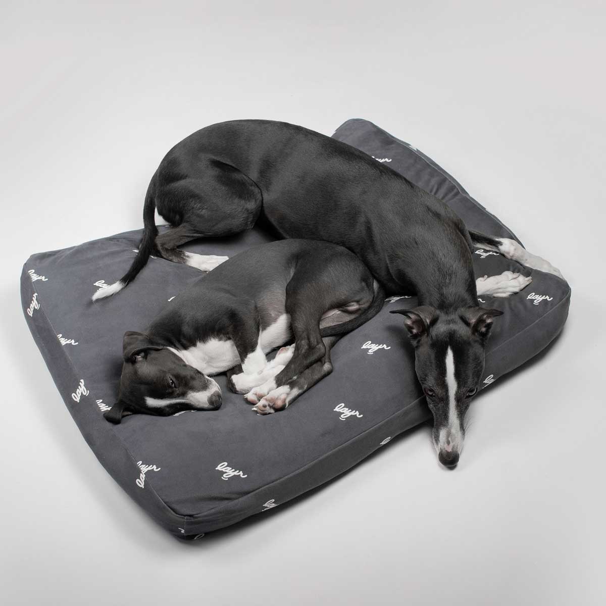 Two whippets on a black eco-friendly dog bed. Water resistant with washable, sustainable materials for easy cleaning and long-lasting comfort.