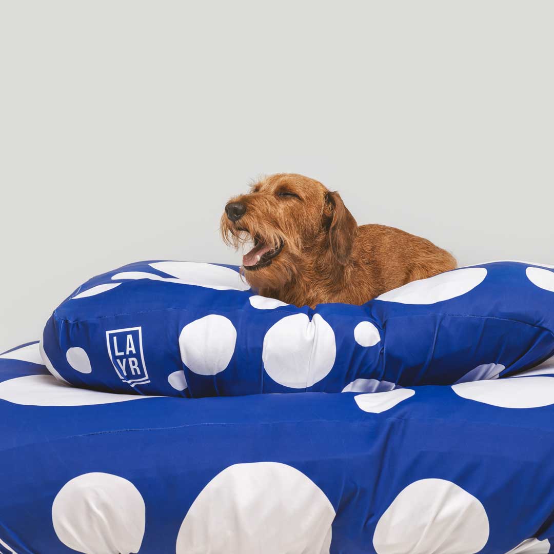 Daschund laying on sustainable dog bed. Machine washable, fitted dog bed cover, anti microbial, anti odor, water resistant blue and white spots dog bed cover