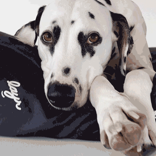 Dalmatian sleeping black eco-friendly dog bed. Water resistant with washable, sustainable materials for easy cleaning and long-lasting comfort.