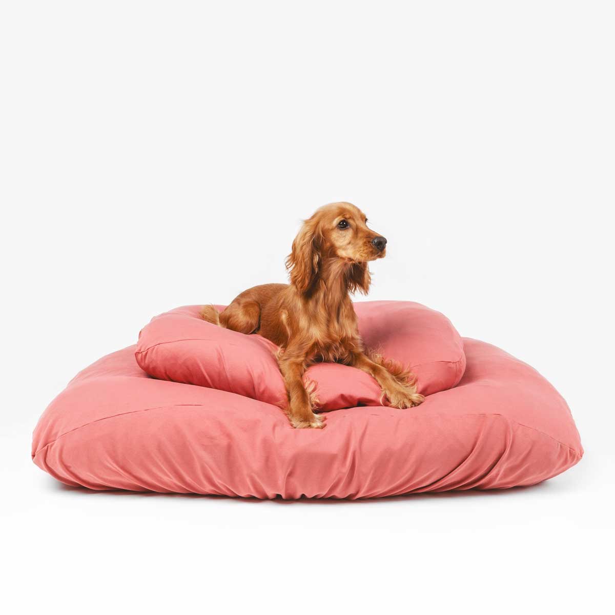 Spaniel puppy laying on rose colored anti microbial and anti odor, machine washable, stretchy dog bed cover.