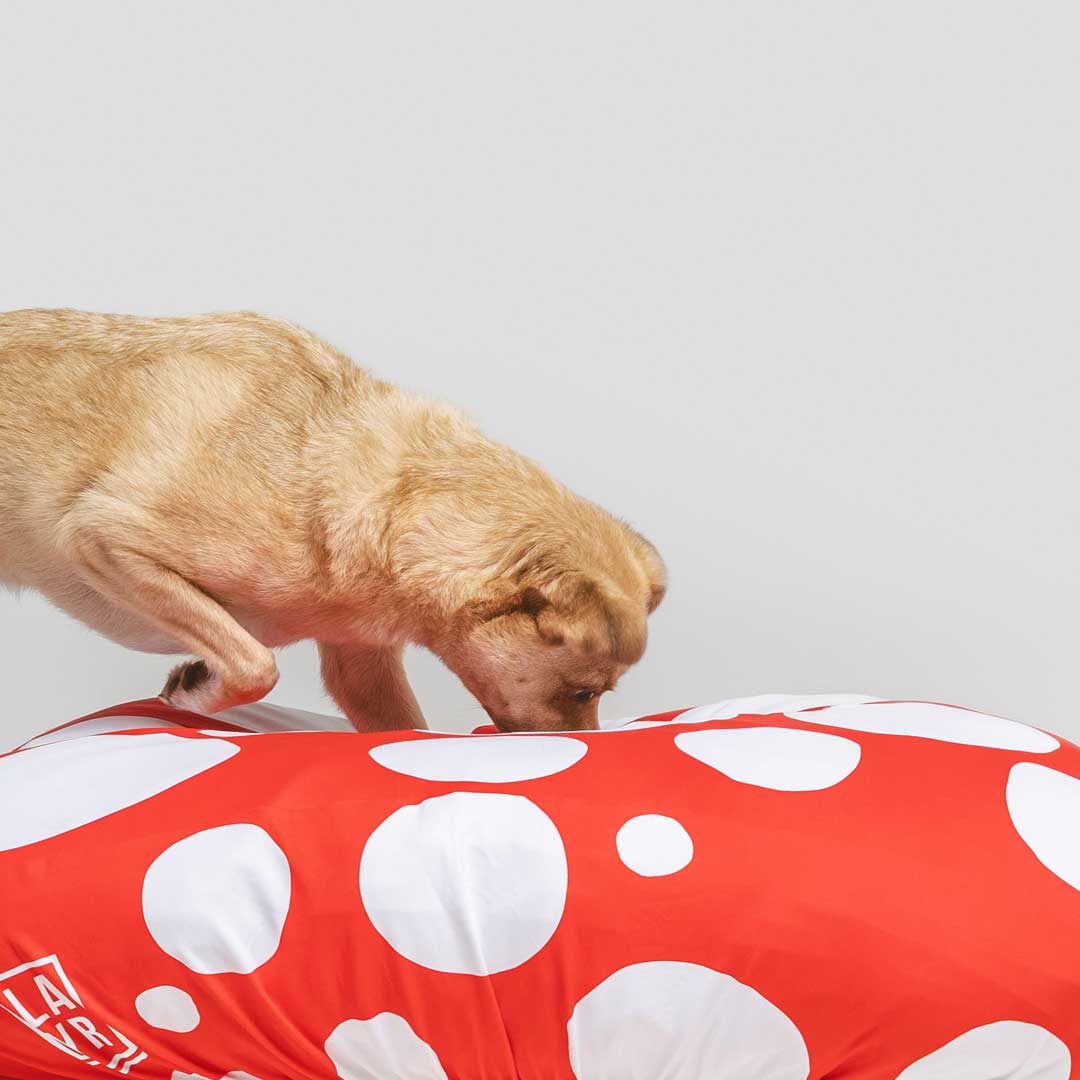 Dog sniffing sustainable dog bed. Machine washable, fitted dog bed cover, anti microbial, anti odor, water resistant red and white spots dog bed cover.