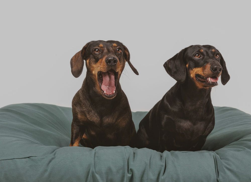 Two dachshunds sleeping together in a greed dog bed.