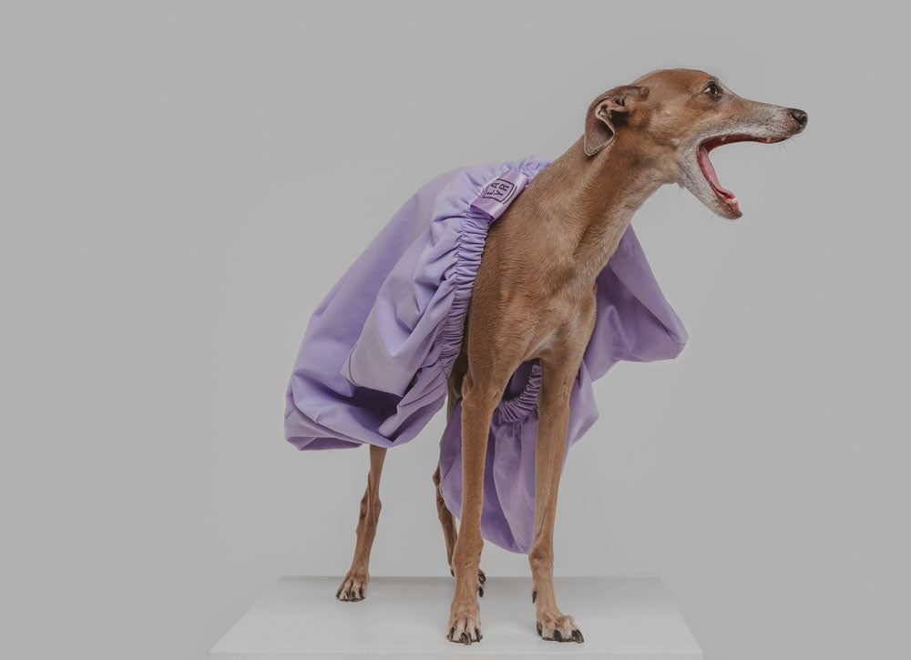 Funny Italian Greyhound barking with purple machine washable dog bed cover.