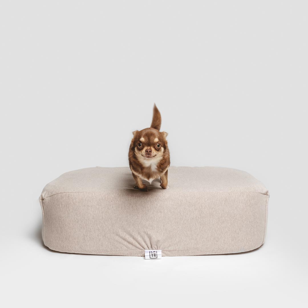 Chihuahua puppy on sustainable dog bed with machine washable brown sustainable bed cover.