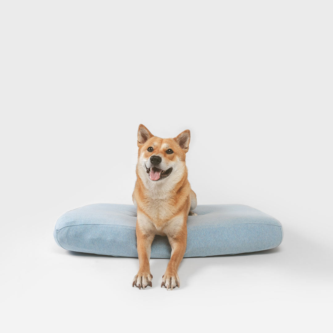 Shiba Inu laying on blue sustainable dog bed with machine washable sustainable dog bed cover.