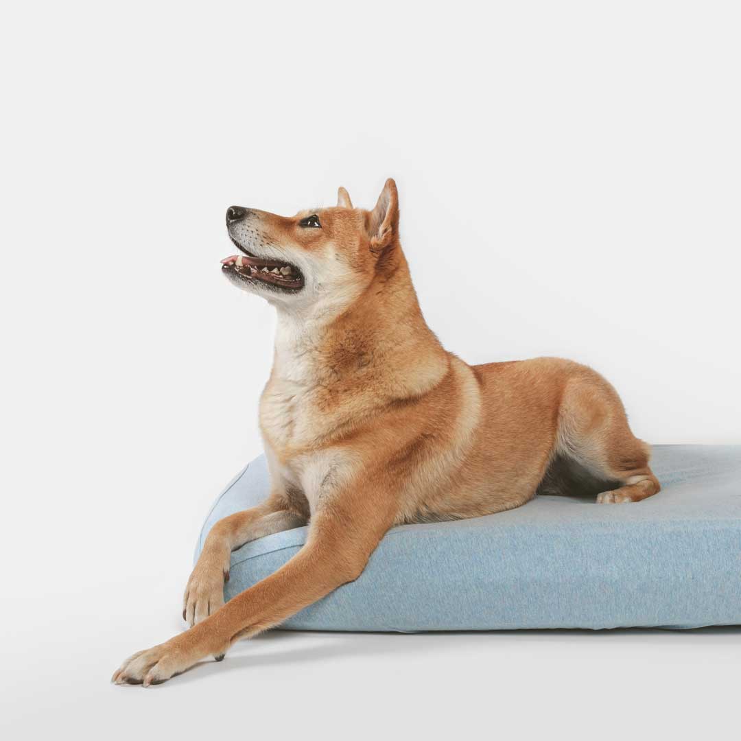 Shiba Inu laying on blue sustainable dog bed with machine washable sustainable dog bed cover.