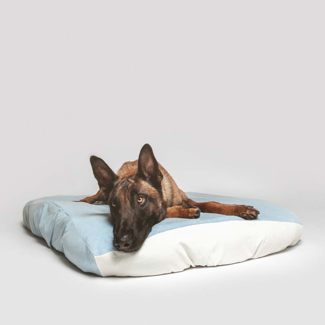 German Shepherd laying on sustainable dog bed with fitted, washable blue sustainable dog bed cover.