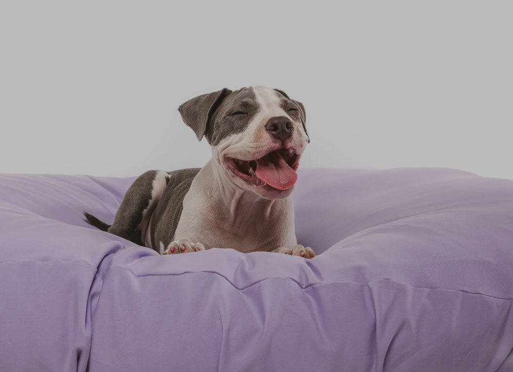 Puppy on purple machine washable, fitted dog bed cover.