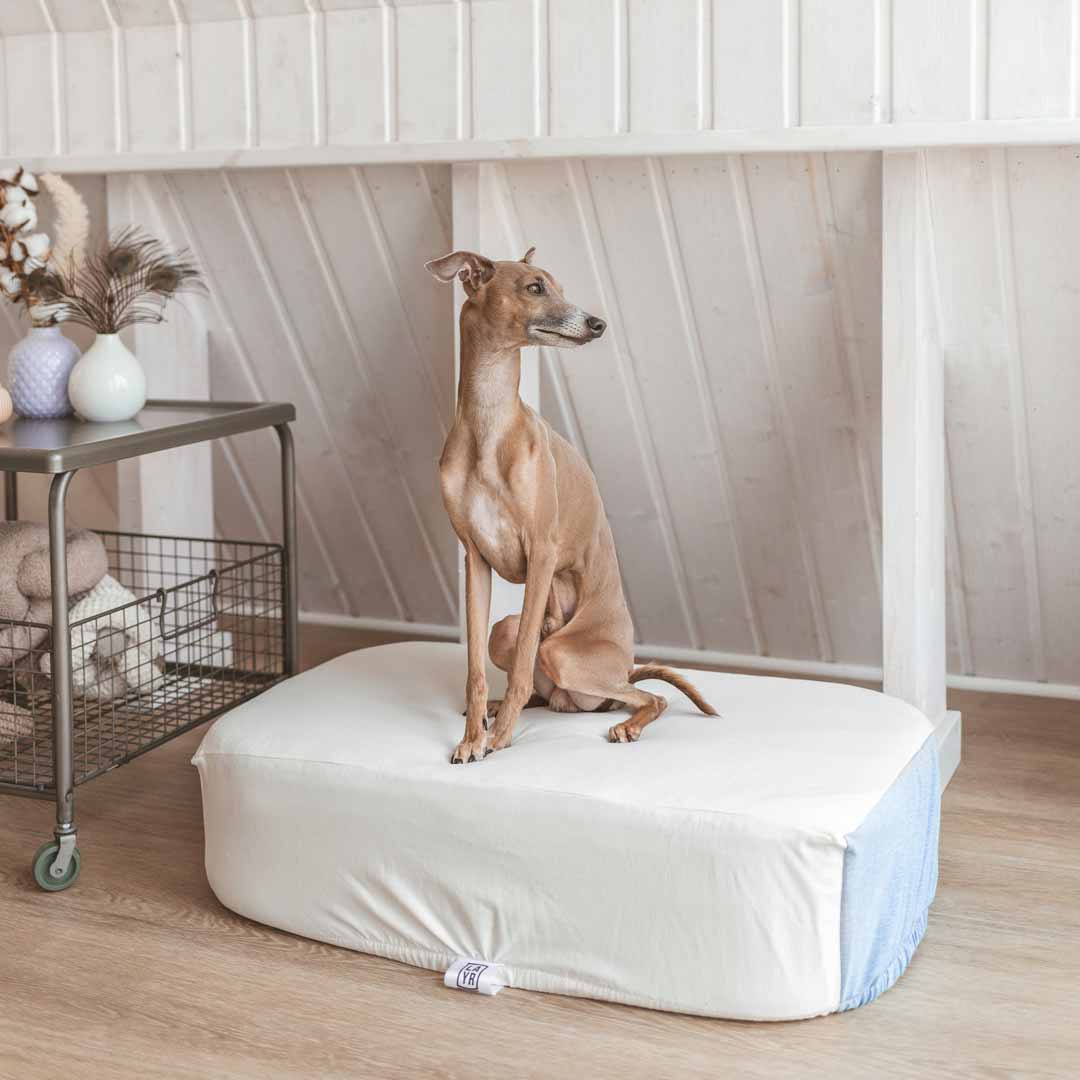 Italian Greyhound sitting on sustainable dog bed with machine washable, sustainable fitted dog bed cover.