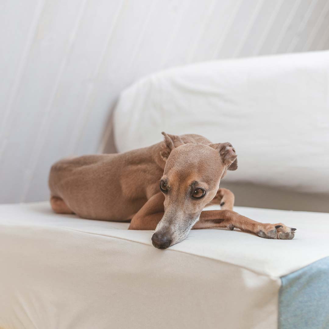 Italian Greyhound laying on sustainable dog bed with fitted, washable sustainable dog bed cover.