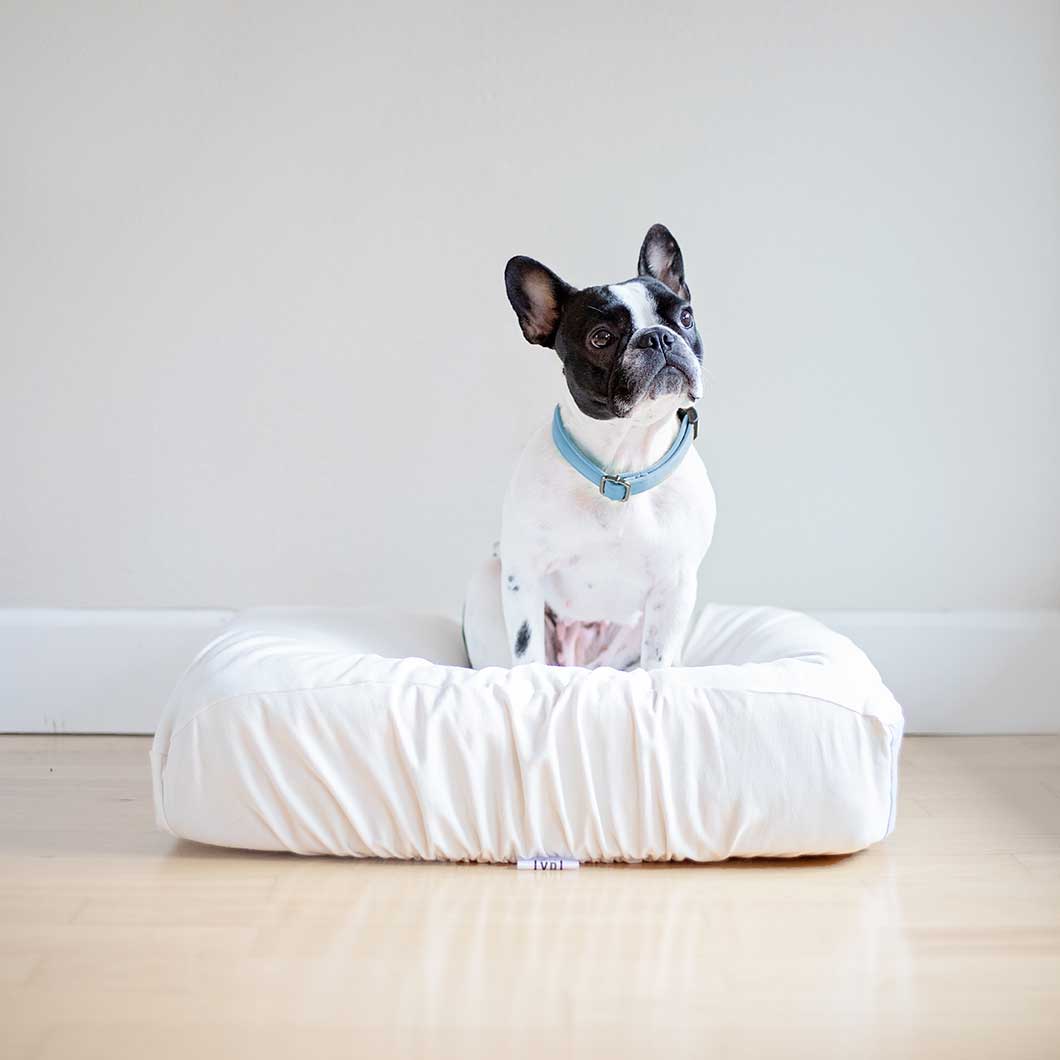 French bulldog on sustainable dog bed and machine washable, fitted white dog bed cover