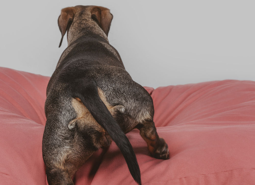 Dachshund stepping into pink dog bed.