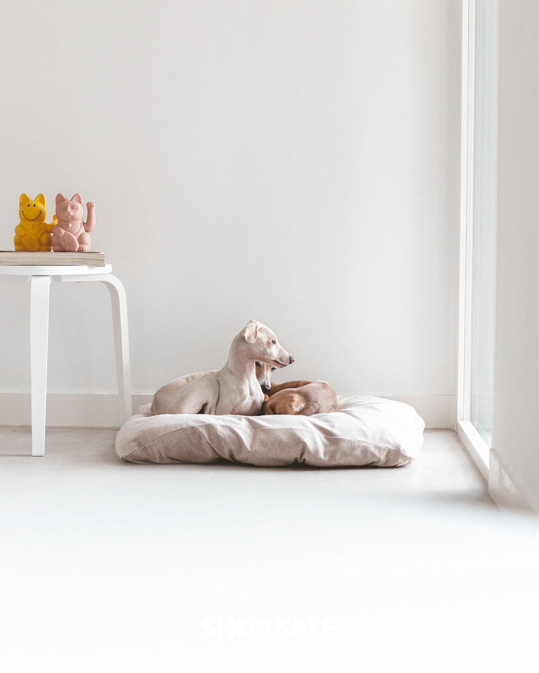 Two adorable Italian Greyhounds sleeping in a modern bedroom.