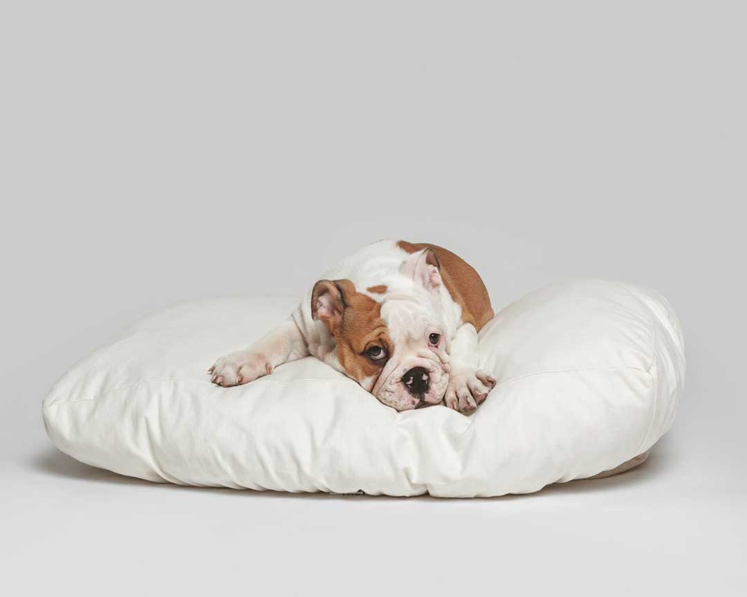 Dog resting on a clean LAYR washable dog bed sheet