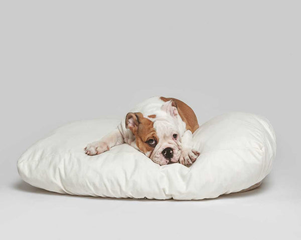 How Often Should You Wash Your Dog's Bed?