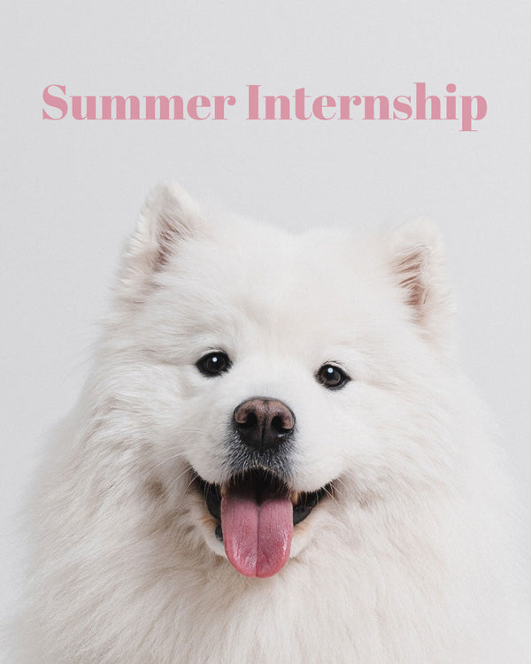 Now Hiring: Summer (Dog🐾) Interns