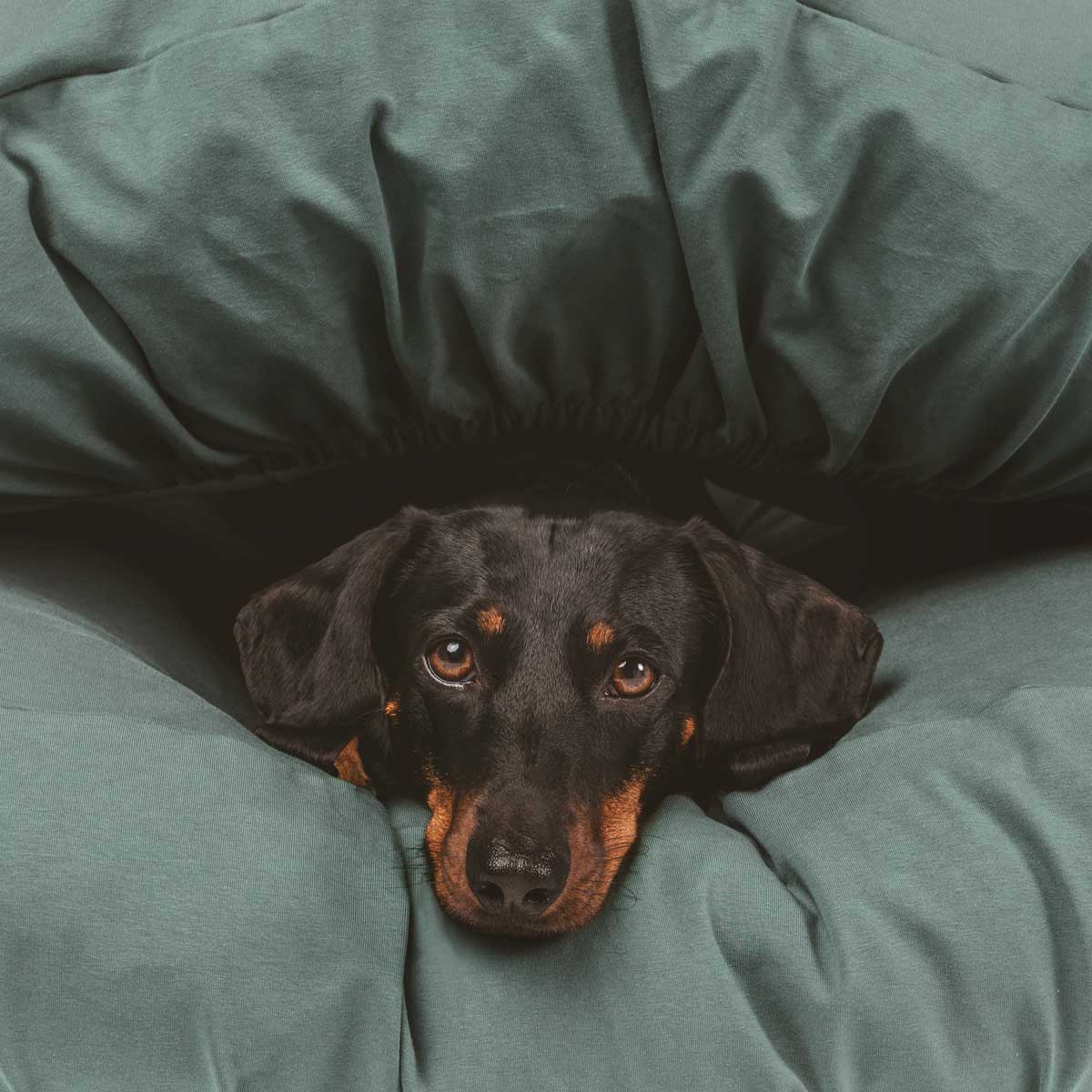 Colored Dog Bed Sheets