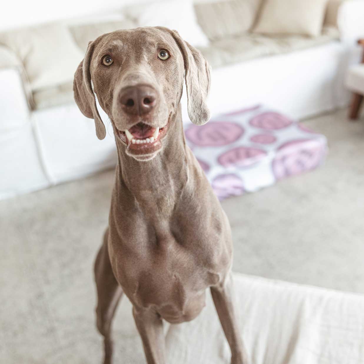 Weimaraner on the couch. Cute pink and white happy face dog bed. Clean modern home with beautiful furniture.