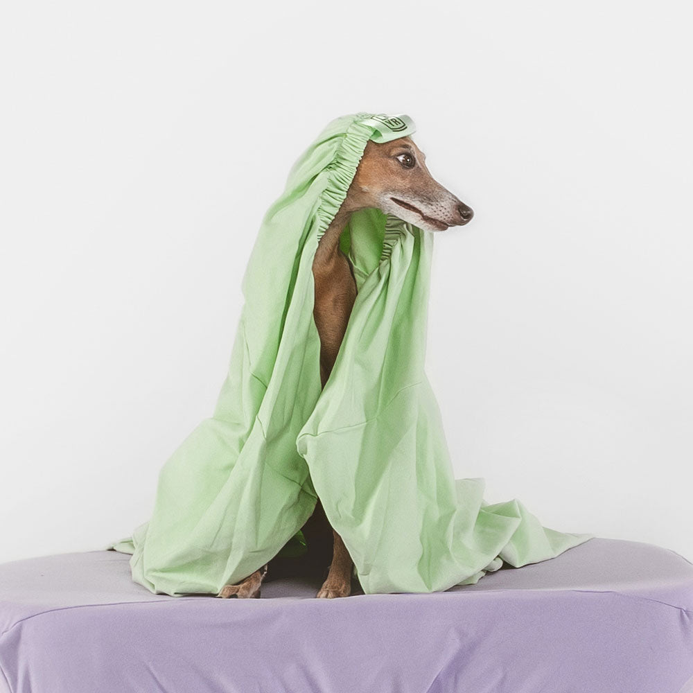 Italian Greyhound with green dog bed sheet on head. 