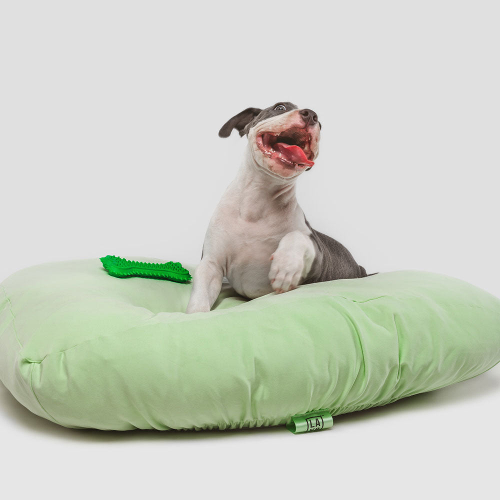 Happy puppy smiling in light green dog bed sheet.