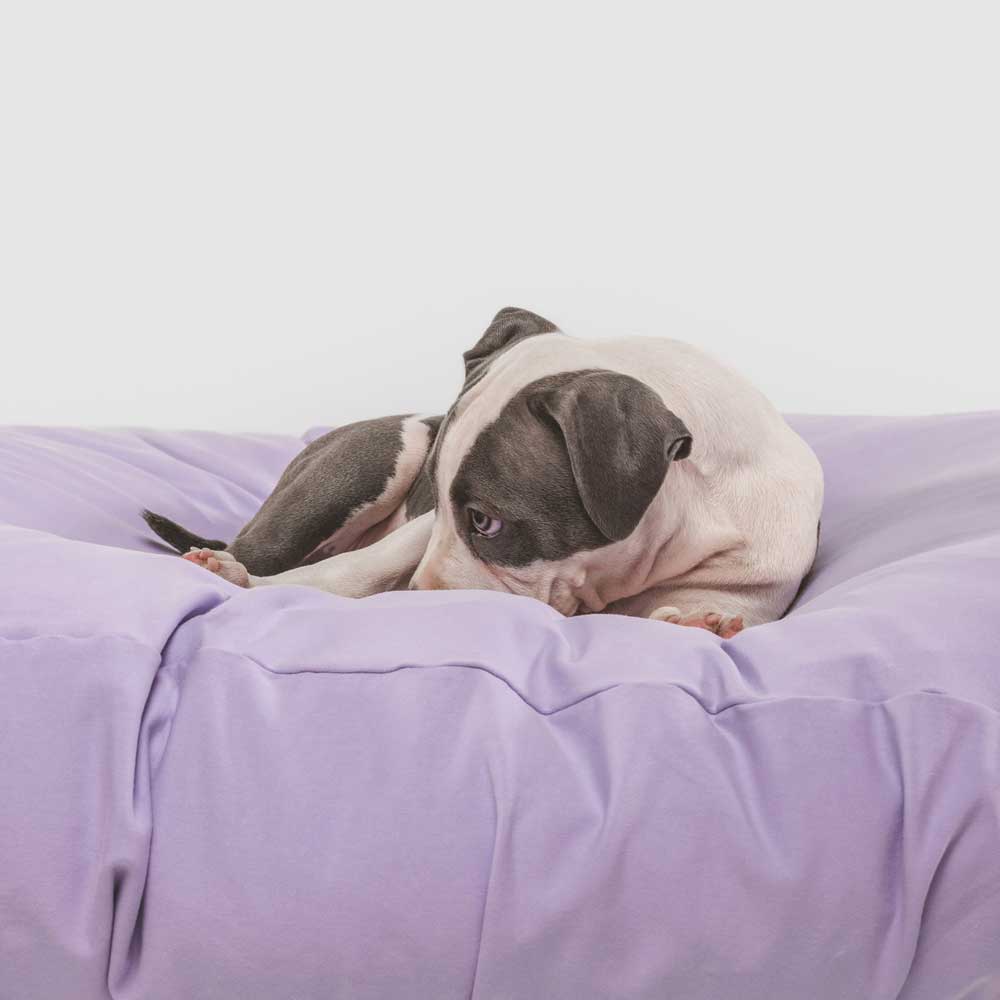 Cute puppy laying on lavender purple dog bed sheet.