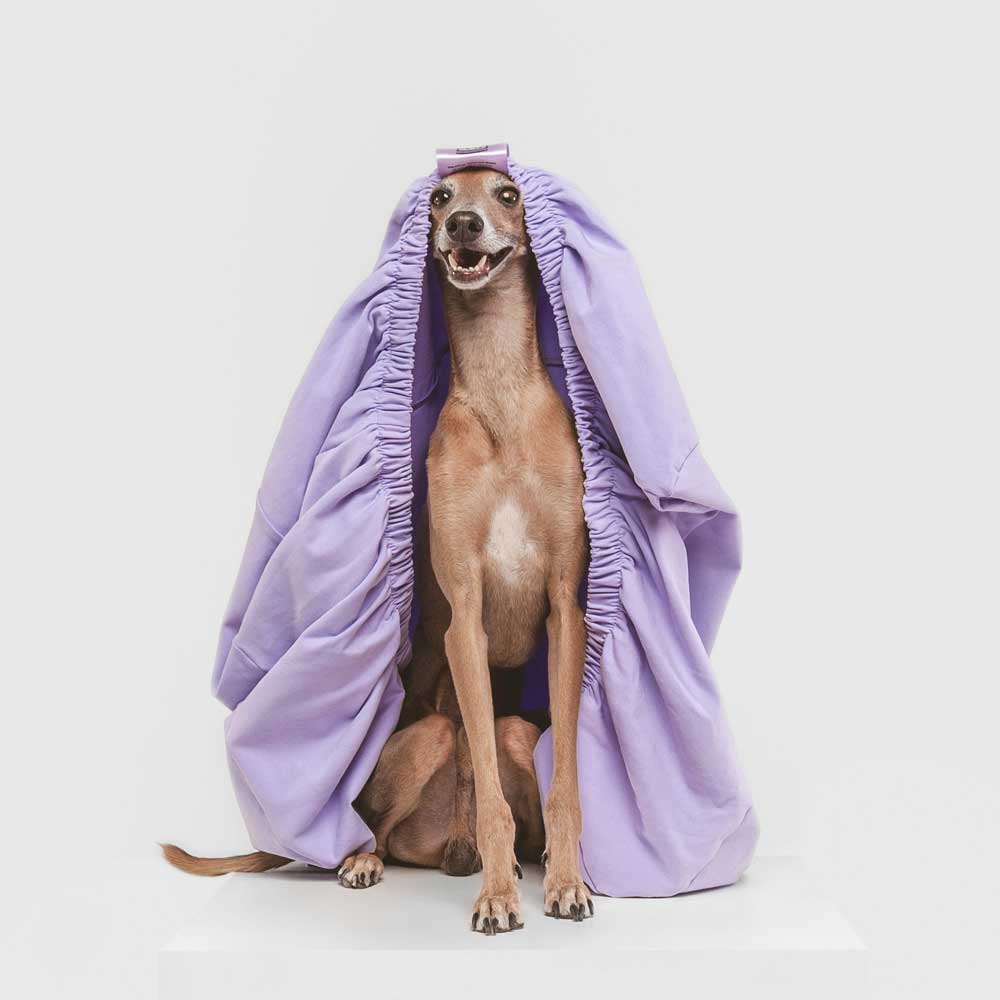 Italian Greyhound with lavender purple dog bed sheet on head.