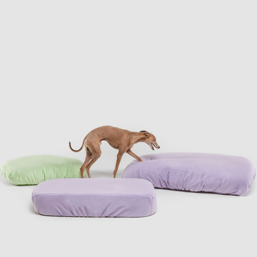 Italian Greyhound walking to lavender purple dog bed.