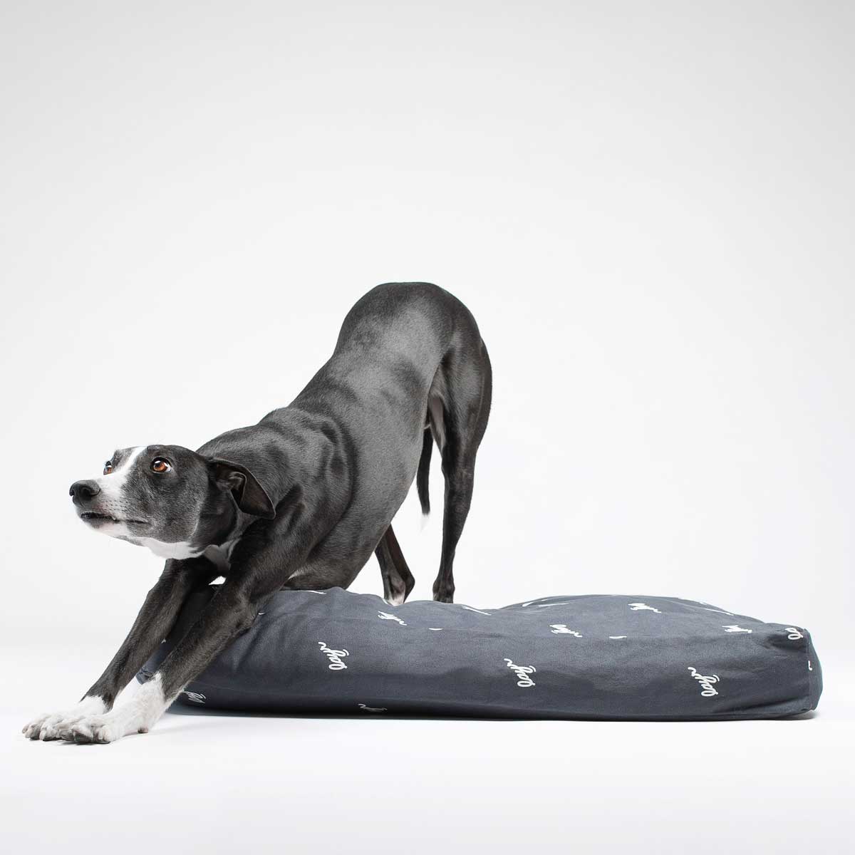 Black whippet on a black eco-friendly dog bed with washable, sustainable materials for easy cleaning and long-lasting comfort.