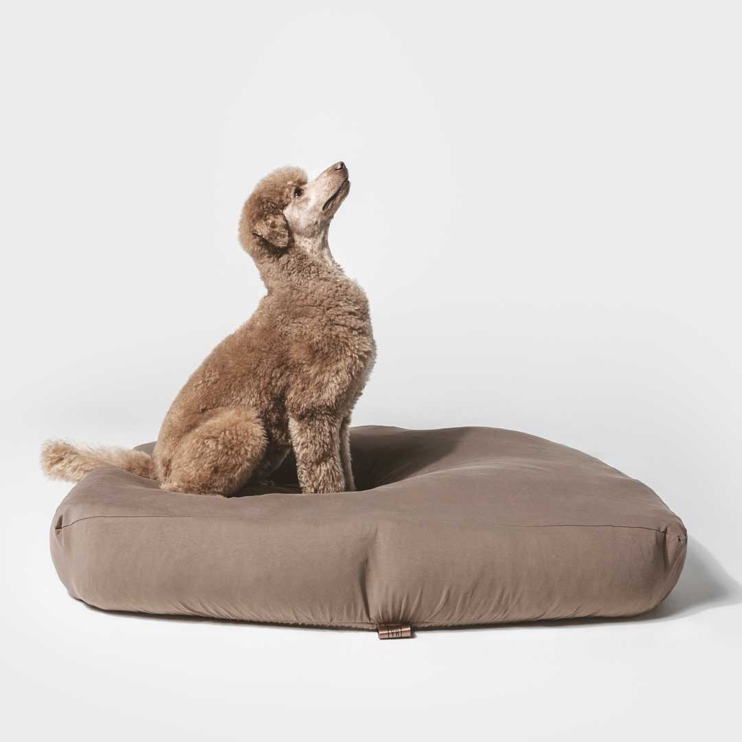 Poodle sitting on brown colored anti microbial and  anti odor, machine washable, stretchy dog bed cover.