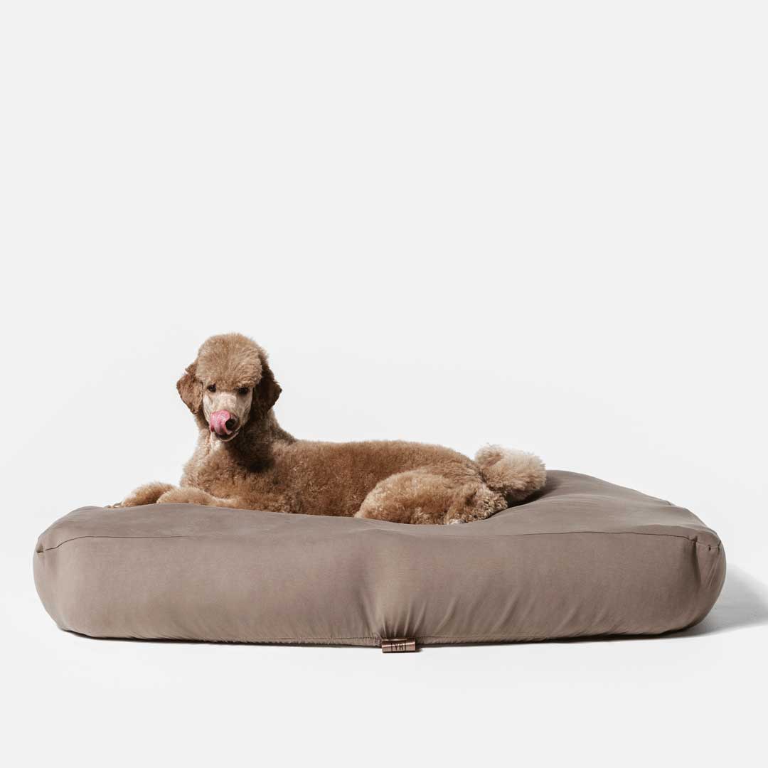 Poodle laying on brown colored anti microbial, anti odor, machine washable, stretchy dog bed cover.