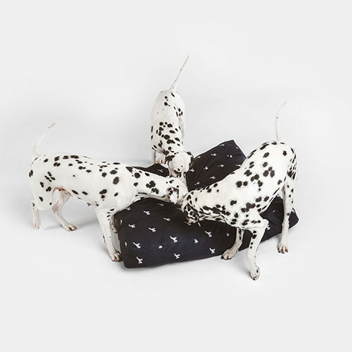 Dalmatian dogs testing sustainable dog bed