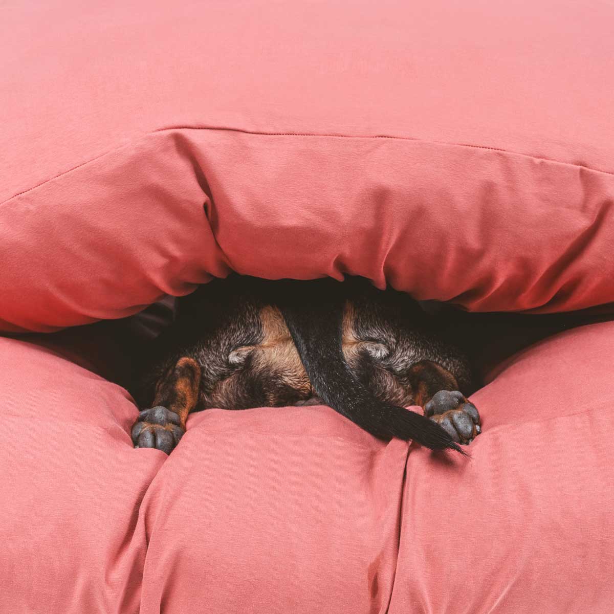 Dachshund butt laying on rose colored anti microbial and  anti odor, machine washable, stretchy dog bed cover.