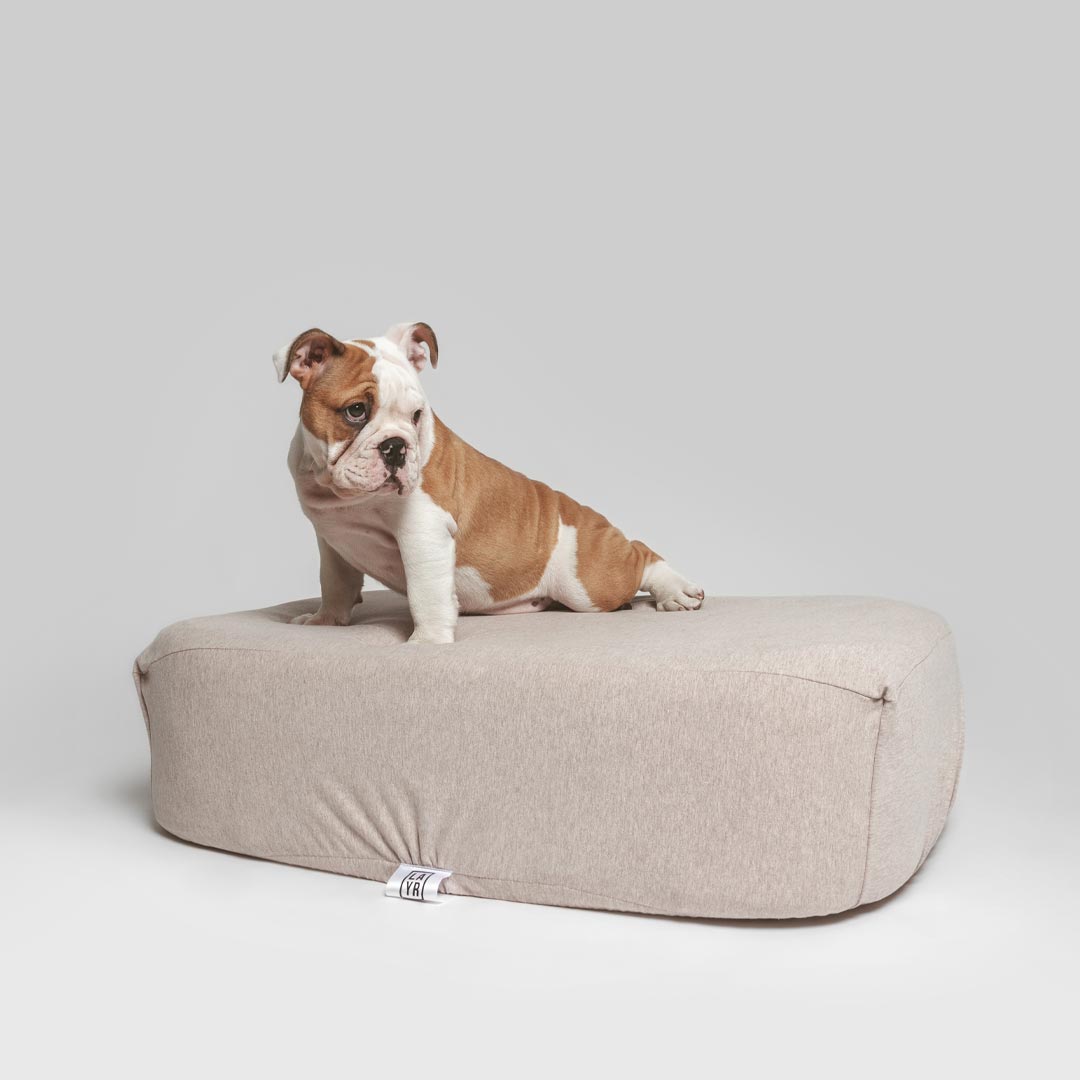Cute bulldog puppy on sustainable dog bed with brown sustainable bed sheets