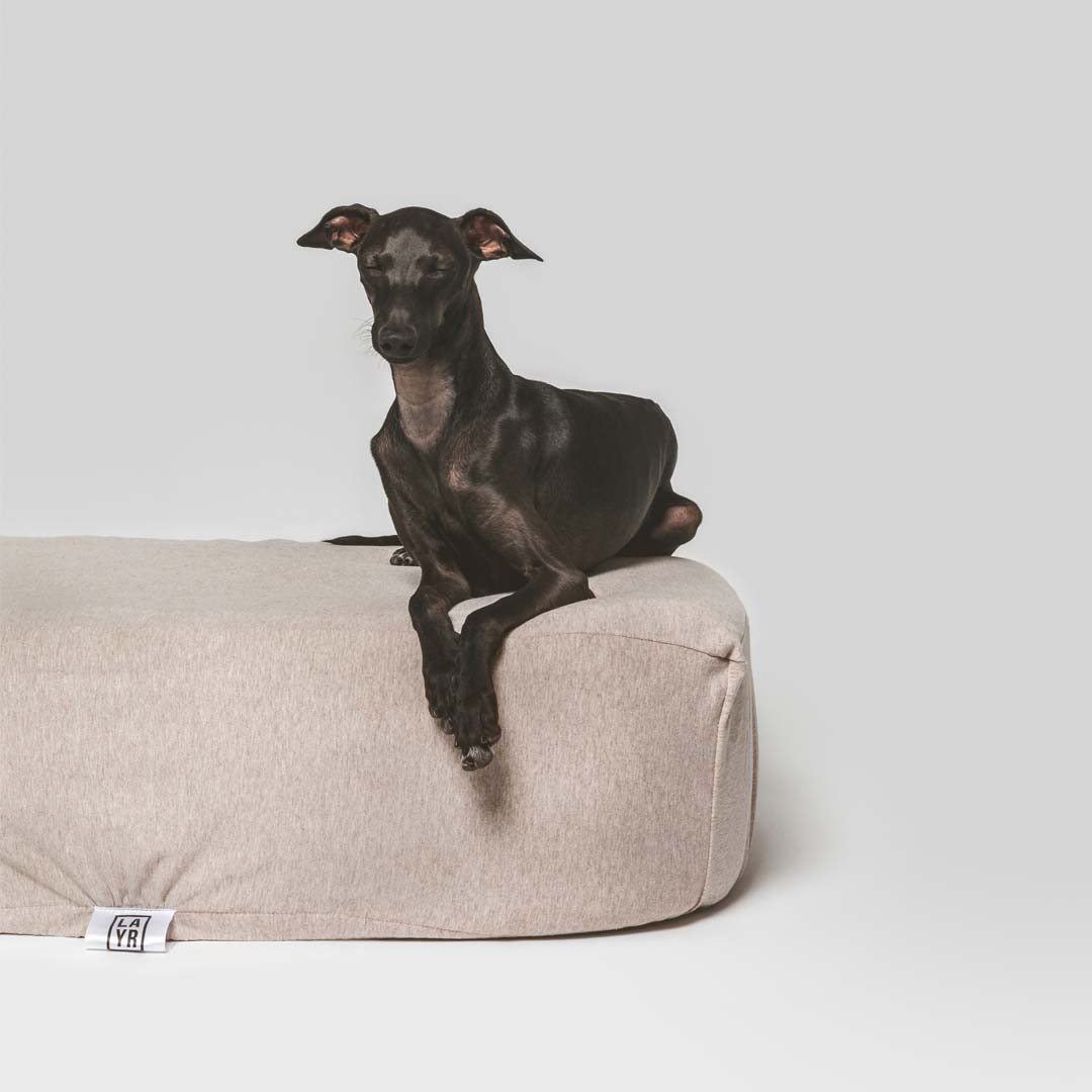 Italian greyhound sleeping on sustainable dog bed with sustainable brown fitted bed cover.