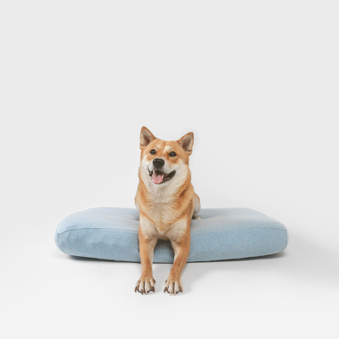 Shiba Inu laying on blue sustainable dog bed with sustainable dog bed cover.