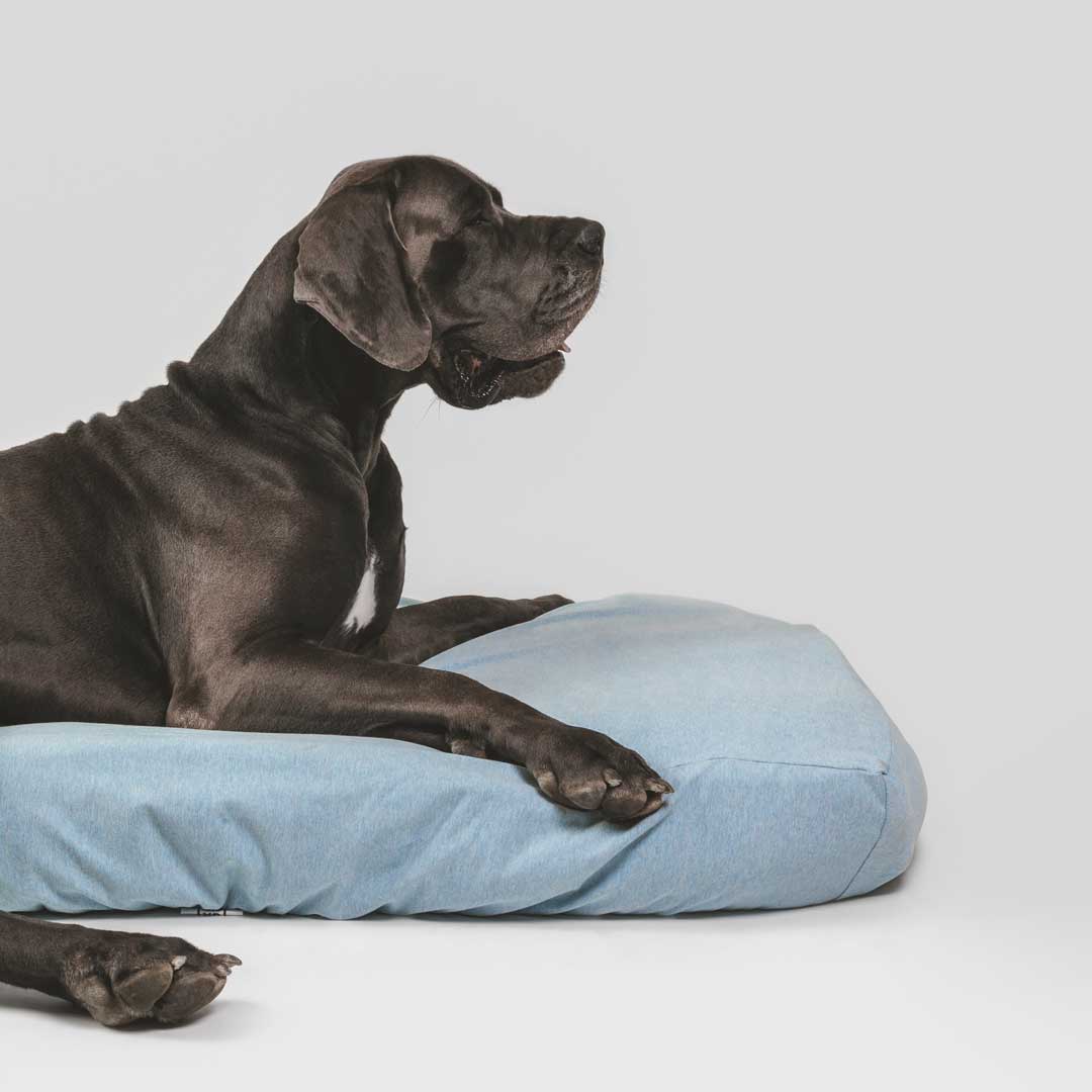 Big black dog laying on sustainable dog bed with sustainable blue cover.