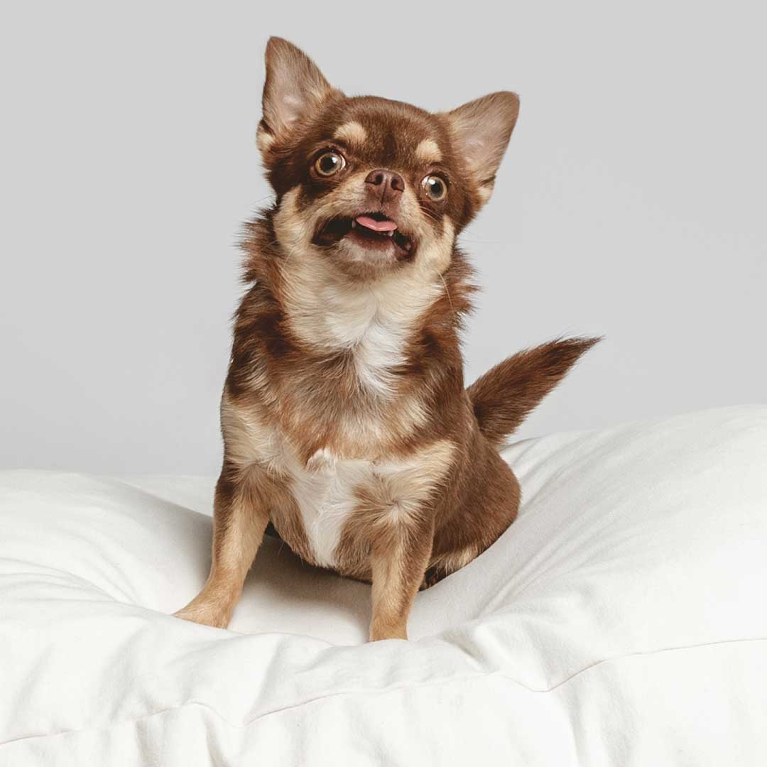 Funny chihuahua on machine washable white sustainable dog bed cover.