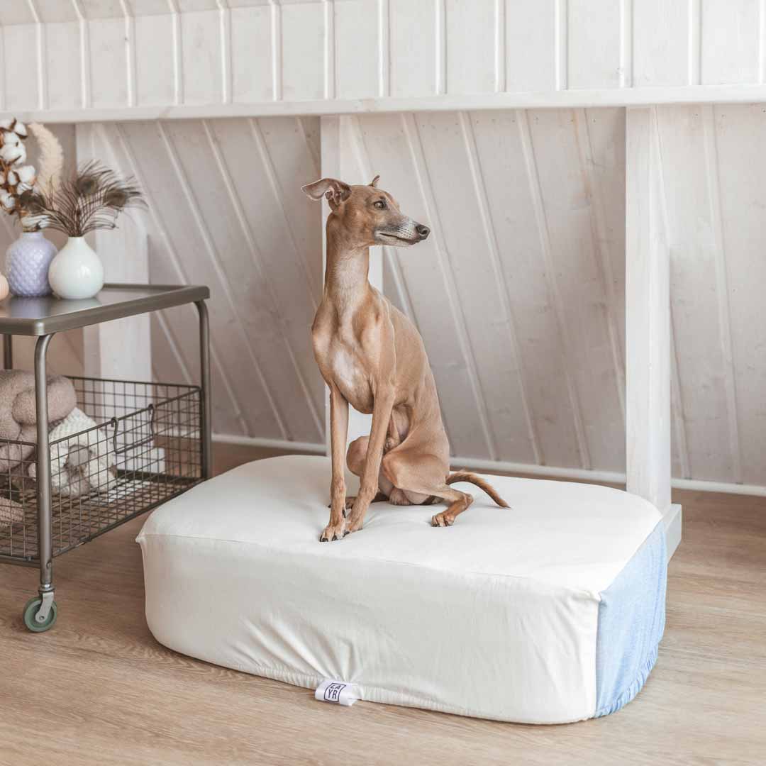 Italian Greyhound sitting on sustainable dog bed with washable sustainable dog bed cover.